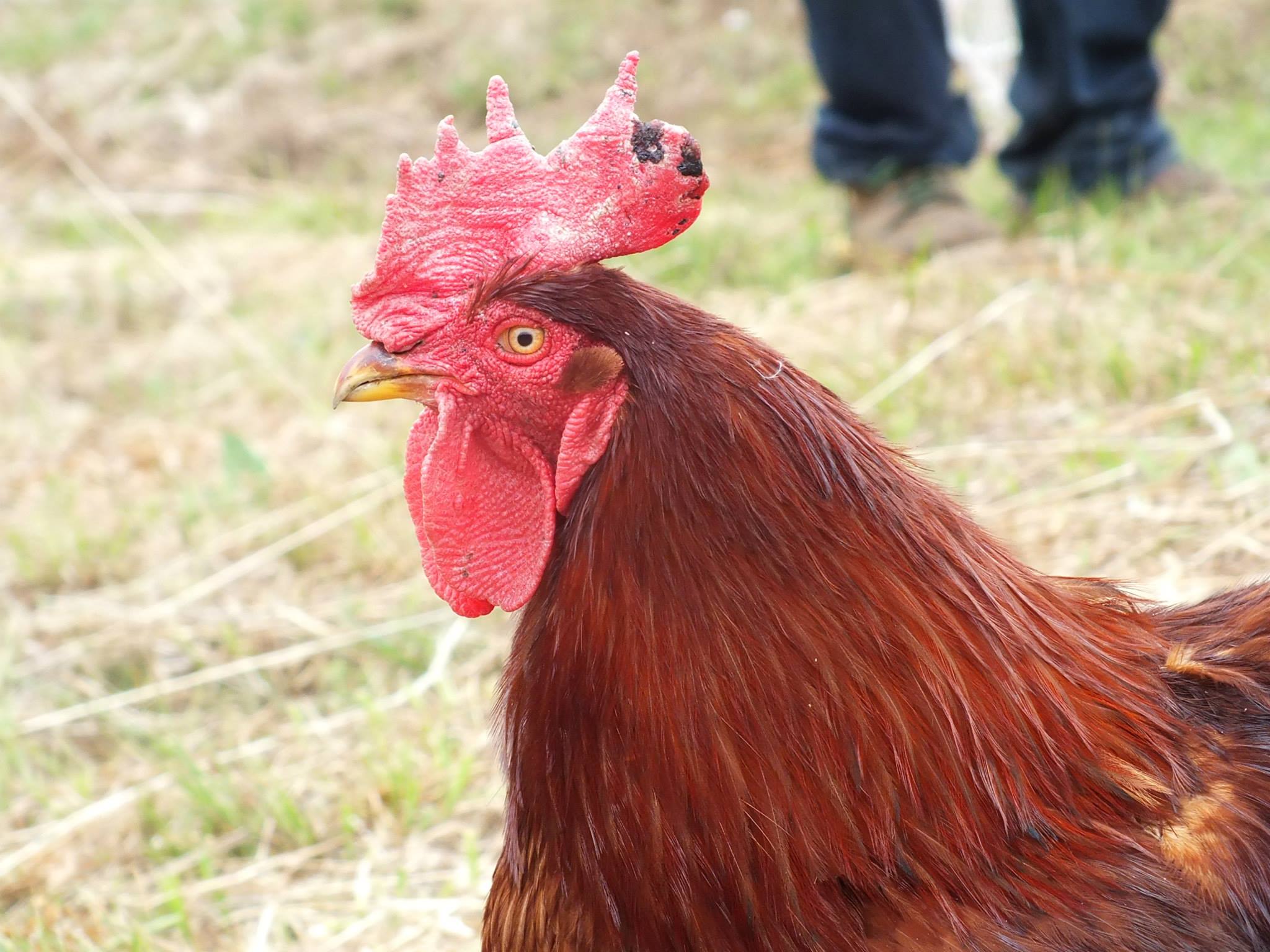 地域チキン プロジェクト Chiiki Chiken Project ビオ市 野菜市